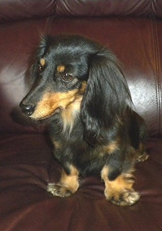 Read online Dachshunds: Weiner Dogs: Long Haired Daschunds: Wire haired Daschunds: Everything you need to know - Dale Waller | ePub