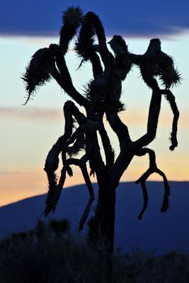 Read Silhouette of a Joshua Tree at Dusk Journal: 150 Page Lined Notebook/Diary - NOT A BOOK | ePub