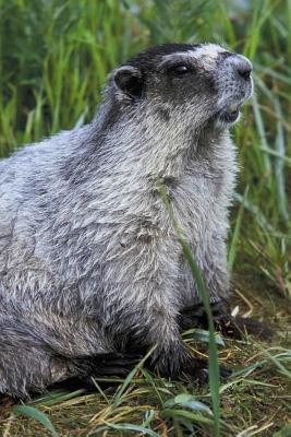 Read Marmot Animal Journal: 150 Page Lined Notebook/Diary - NOT A BOOK | ePub