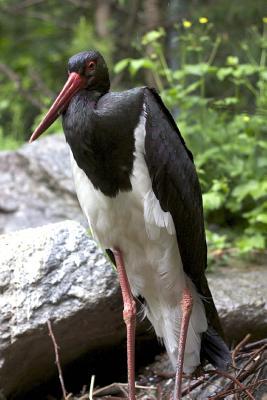 Read Black and White Stork Bird Journal: 150 Page Lined Notebook/Diary - NOT A BOOK file in PDF