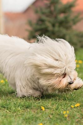 Read Coton de Tulear Notebook & Journal. Productivity Work Planner & Idea Notepad: Brainstorm Thoughts, Self Discovery, To Do List - Beautiful City | PDF